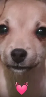 Close-up of a cute puppy with heart and text decorations.