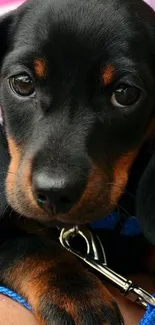 Adorable black and tan puppy with blue collar as mobile wallpaper.