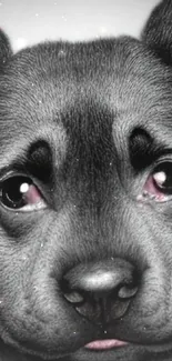 Grayscale close-up of a cute puppy's face for mobile wallpaper.