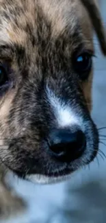 Adorable brown puppy with a blue-gray background perfect for mobile wallpaper.