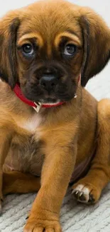 Brown puppy with red collar on soft surface.