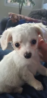 Cute white puppy looking up on a comfortable surface.