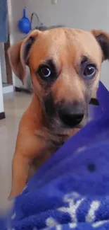 Adorable puppy looking over a blue blanket in a cozy room.