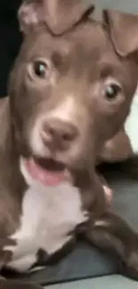 Cute brown puppy with expressive eyes on a cozy blanket.