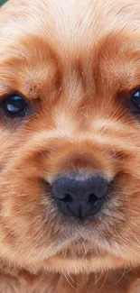 Adorable golden puppy sitting on a soft white surface.