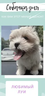 Adorable fluffy white puppy with a playful expression on a light blue background.