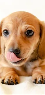 Adorable brown puppy licking its nose on a white background.