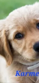 Adorable puppy with soft fur on green grass.