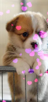 Adorable brown and white puppy looking over a fence in a mobile wallpaper.