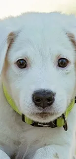 Close-up of a cute white puppy with a vibrant green collar.