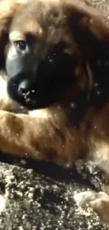 Adorable puppy lying on a sandy beach at night.