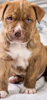 Adorable brown puppy sitting on a cozy bed with pillows.