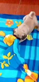 Adorable pug puppy playing on a colorful blue blanket.