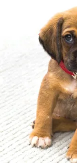 Adorable brown puppy sitting on a light carpet.