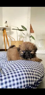 Adorable puppy on a blue checkered cushion in a cozy room.