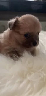 Cute brown puppy on a fluffy white blanket.