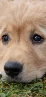 Cute golden retriever puppy lying on grass with a flower nearby.