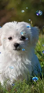 Fluffy white puppy sitting on green grass.