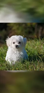 Fluffy white puppy on green grass outdoors.