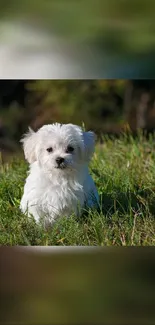 Fluffy white puppy on green grass wallpaper.