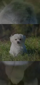 White puppy sitting on green grass with a blurred background.