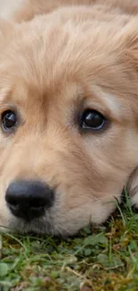 Adorable golden retriever puppy lying on green grass, looking curious.