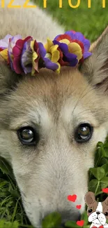 Cute puppy with a flower crown on green grass.