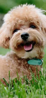 Adorable puppy lying on a green lawn, smiling happily.