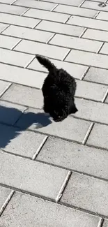 Black puppy walking on grey pavement tiles.