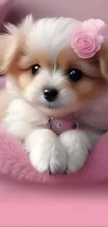 Adorable fluffy puppy on soft pink blanket with a cute flower accessory.