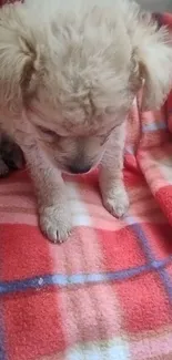 Cute puppy sitting on a red plaid blanket, looking down adorably.