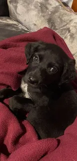 Adorable black puppy on a red blanket background.