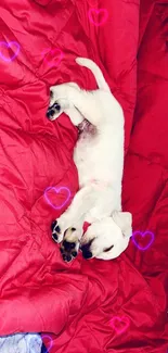 Cute puppy napping on a red blanket with heart designs.