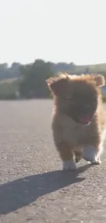 Adorable brown puppy walking on a sunny road.