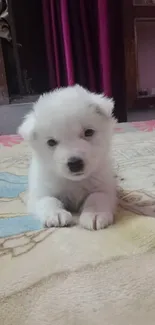 Adorable white puppy resting on a colorful blanket.