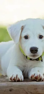 Adorable white puppy with green collar on wooden deck.