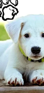 Adorable puppy lying on a wooden deck with a paw print in the background.