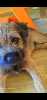 Adorable puppy resting on a warm wooden floor, showcasing cute and fluffy fur.