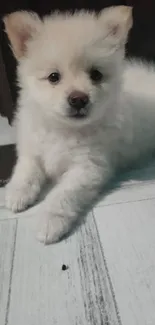 Cute fluffy puppy lying on wooden floor.