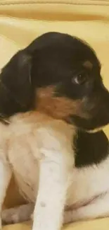 Adorable puppy sitting against a vibrant yellow background.