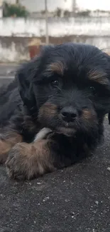 Adorable black and brown puppy lying on a rustic surface outdoors.