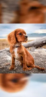 Adorable brown puppy on rocky landscape with blurred brown background.