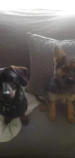 Dachshund and German Shepherd puppies on gray sofa.