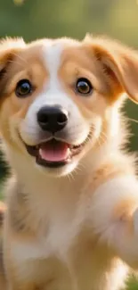 Adorable puppy playfully reaching out in outdoor setting with green background.