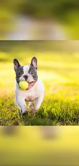 Playful French Bulldog with tennis ball on a grassy field wallpaper.