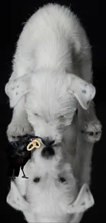 White puppy and crow with reflection in dark setting.