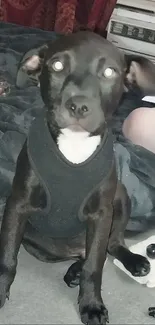 Cute black puppy sitting with a curious look on a soft bed.