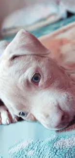 Adorable light brown puppy resting on a bed with soft textures and pastel tones.