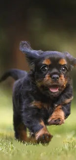 A joyful puppy running on green grass.