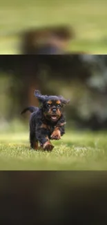 Playful puppy running on green grass mobile wallpaper.